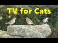 Cat TV Videos ~ Birds on The Big Rock for Cats to Watch