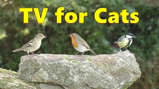 Cat TV Videos ~ Birds on The Big Rock for Cats to Watch