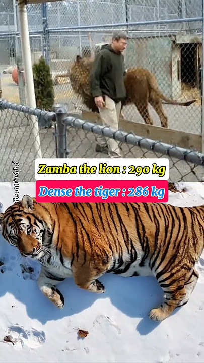 Compare the appearance of a lion and a tiger when they have the same weight