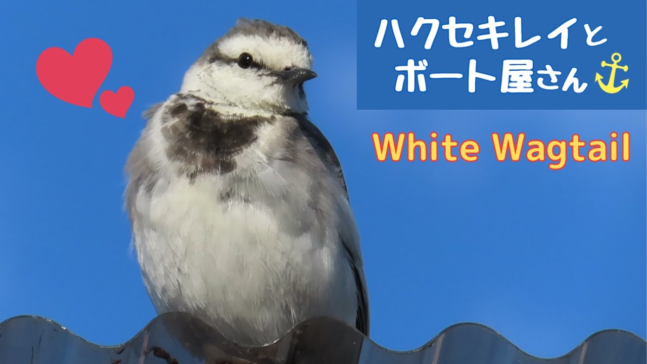 Spring White Wagtail from January to April - YouTube