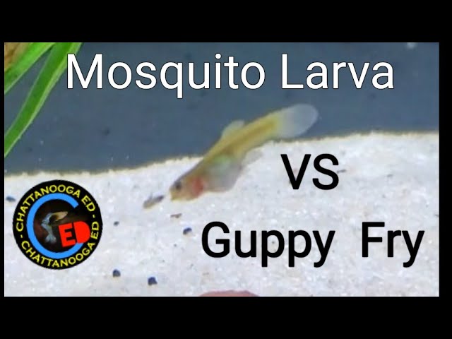 Mosquito Larva Vs Guppy Fry Youtube