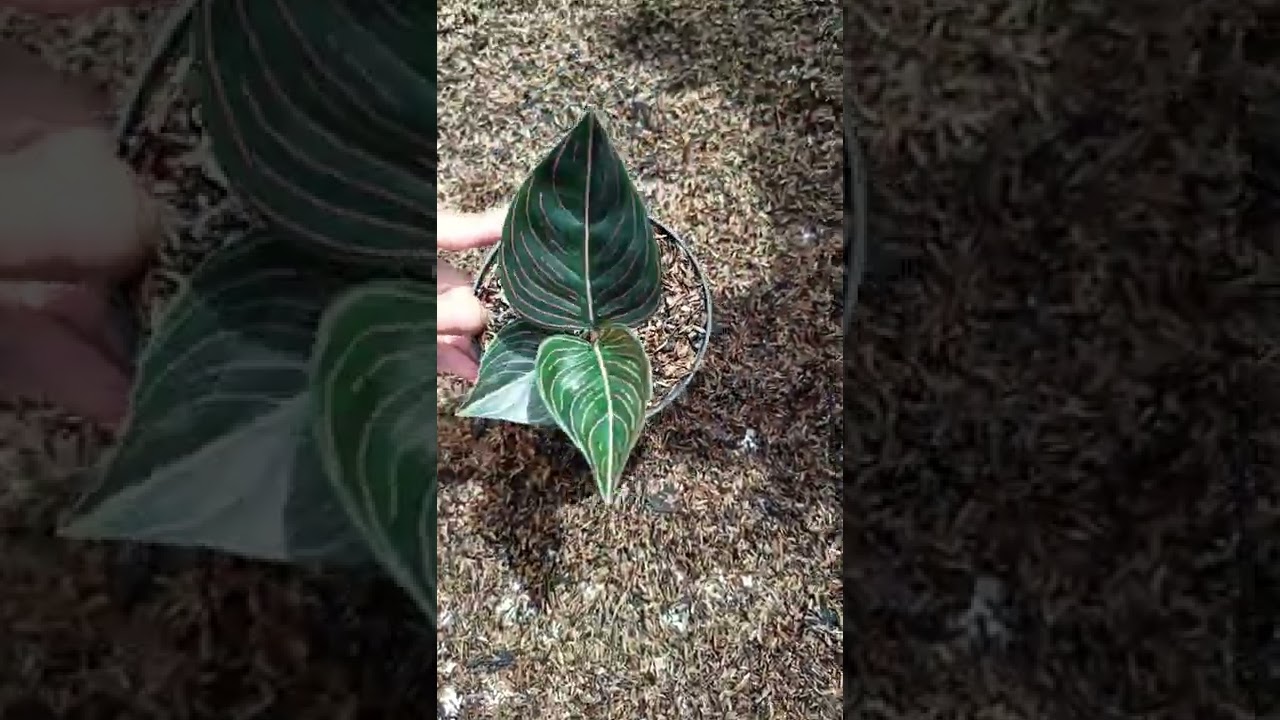 aglonema rotundum Aceh serat cakep