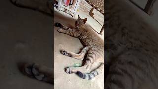 Z Securitybahut Risk Leke  Record Kr Rahe Hlike best reel