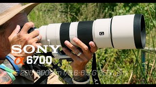 Sony A6700 / Sony 200-600mm lens -  an amazing wildlife set up! In flight shots & some video too!