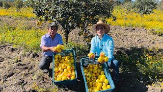Cosechando Manzana | Variedad Golden Encerada o Española y Gala | Adaptando Cultivos