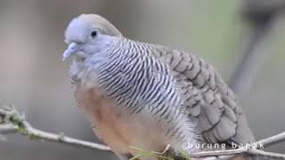 Burung perkutut pikat langsung reme