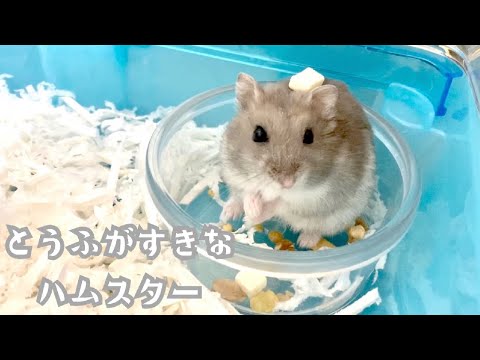 豆腐が好きなハムスター 【こんぺい】