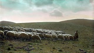 His sheep know His voice