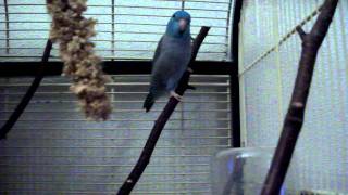 DSCF3170.AVI