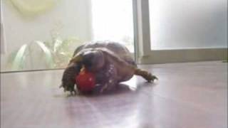 Tortoise
