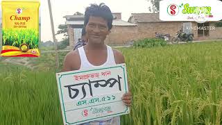 Swarna Seeds Improved Paddy Champ SS 511.Duration - 110-115 Days. (Kharif).@amarshikdar3603