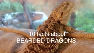 Bearded Dragon FACTS!