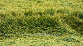 Severe Weather Flattens Grain Fields In Jabbarkhet