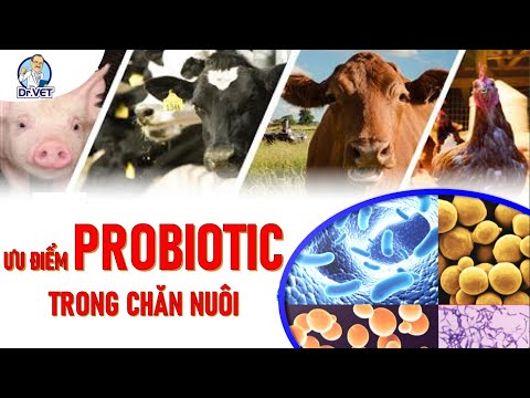 Probiotic Trong Chăn Nuôi - Ưu điểm của Probiotic (Men vi sinh) trong chăn nuôi