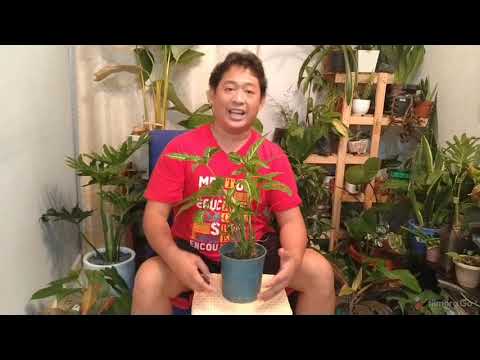 Video: Come Coltivare Il Podophyllum