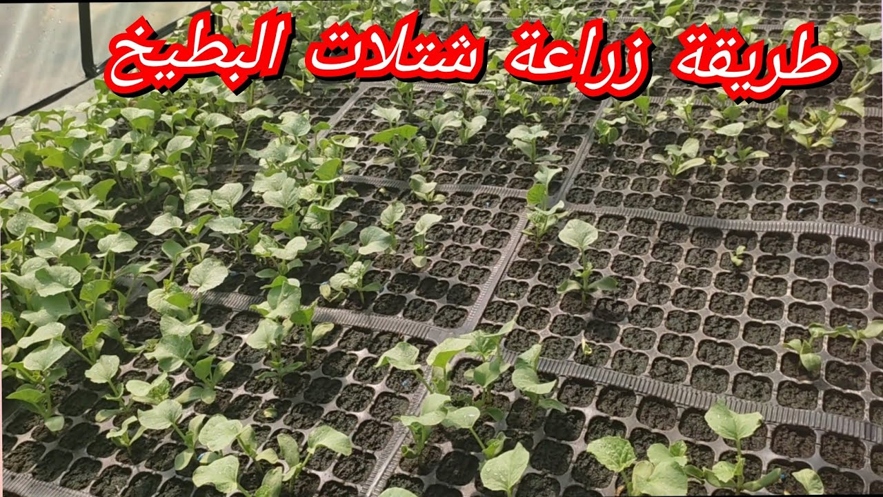 شاهد كيف يتم زراعة البطيخ الاصفر من البذور