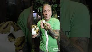 #snakes #animals #python #wild #discovery(1) Content