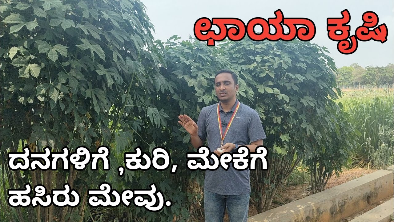 ಕುರಿ|ಮೇಕೆ|ಹಸು|ಎಮ್ಮಿ|ಮೀನು|ಮತ್ತು ಮಕ್ಕಳಿಗೆ ಒಳ್ಳೆಯ ಆಹಾರ|ಛಾಯಕೃಷಿ|ಜಿ.ಕೆ.ವಿ.ಕೆ.ಬೆಂಗಳೂರು |