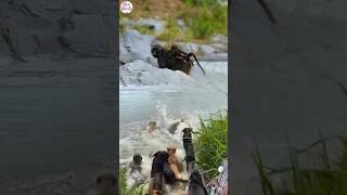 MONYET DISERBU SEGEROMBOLAN ANJING LIAR DI SUNGAI! 😱