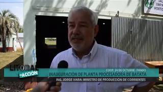 PRODUCCIÓN DE BATATA EN CORRIENTES