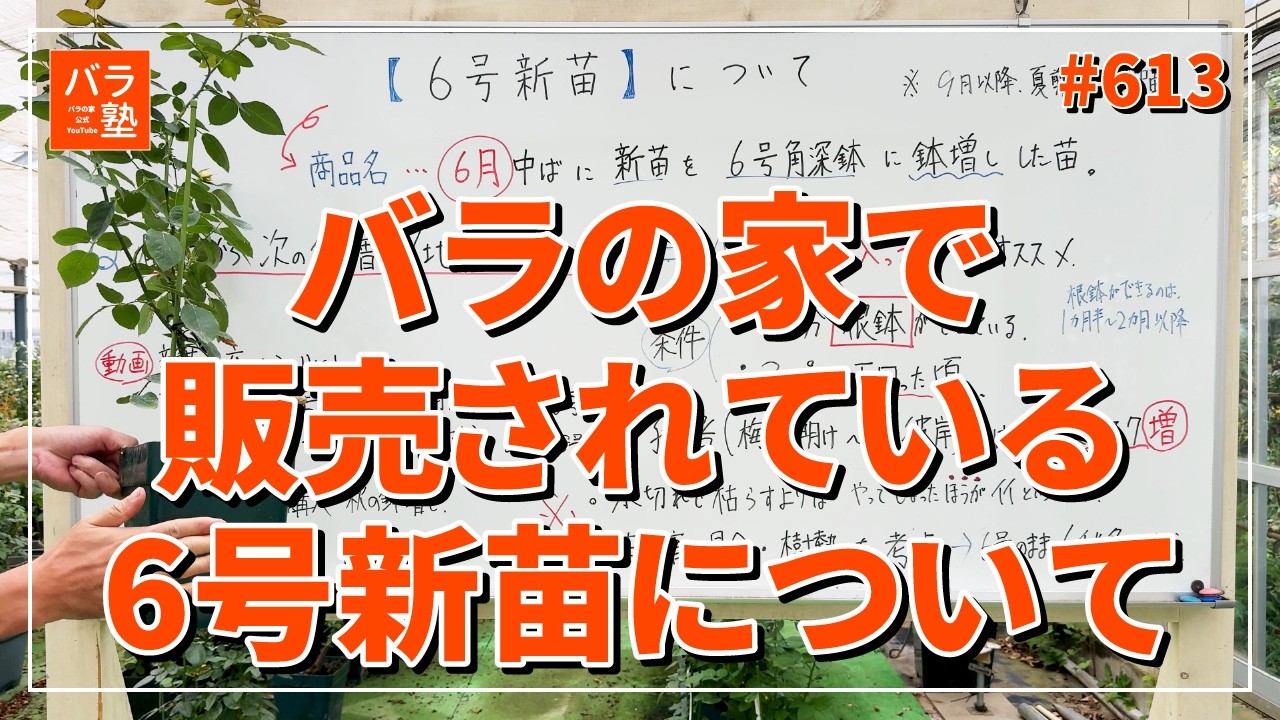 613 All About the 6-Inch Rose Seedlings Sold at Baranoie - YouTube