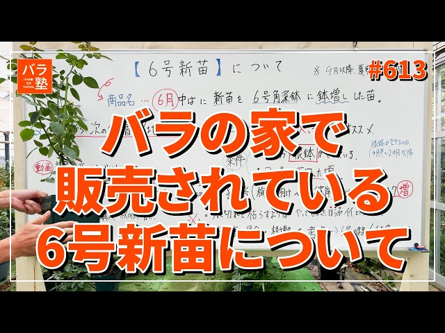 613 All About the 6-Inch Rose Seedlings Sold at Baranoie - YouTube