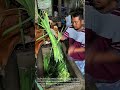 Traditional Cattle Feeding: Man Chopping Fresh Fodder Grass with Sickle