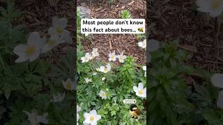 Most People Don’t Know This About Bees 🐝 #shorts #viral #nature #bee #learning