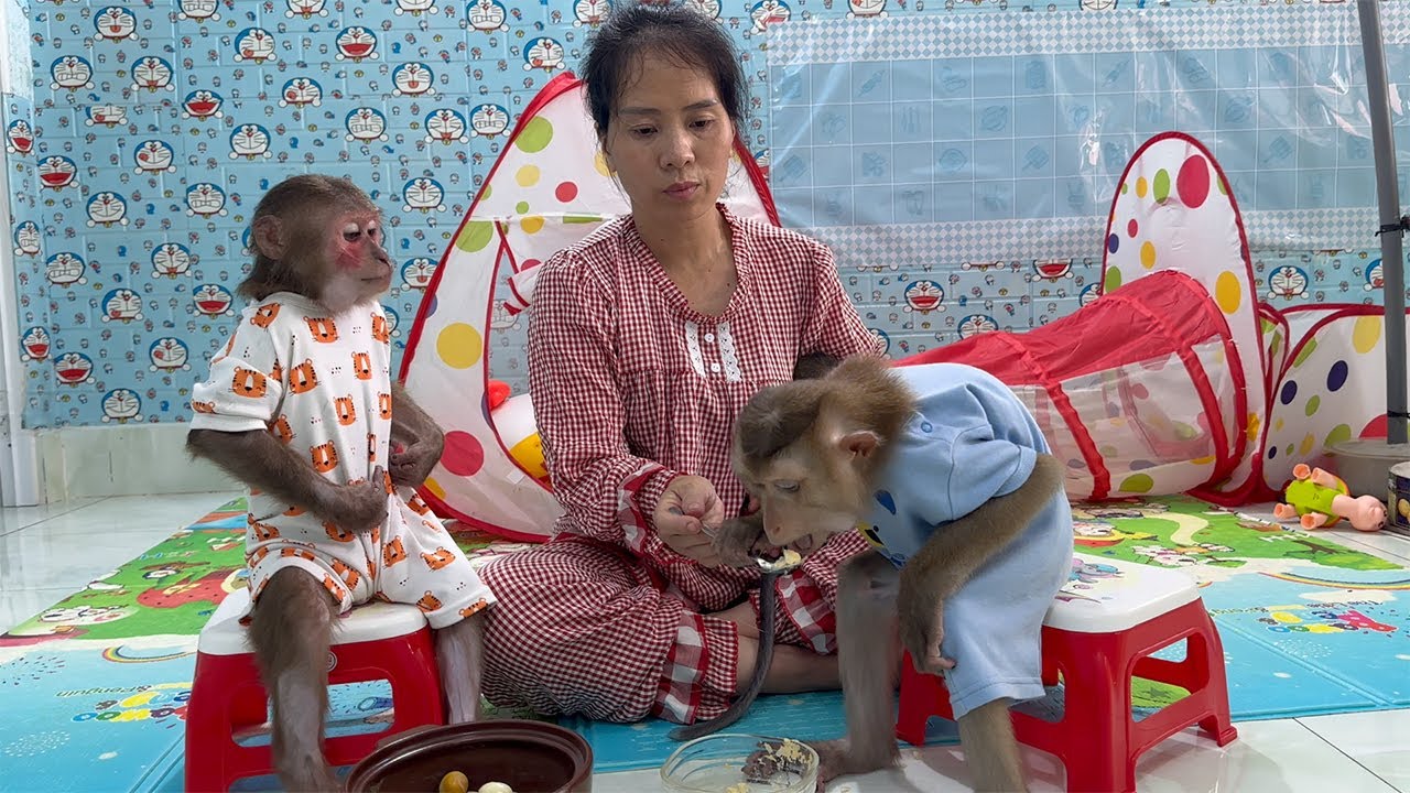 Monkeys like to eat quail eggs with a spoon - YouTube
