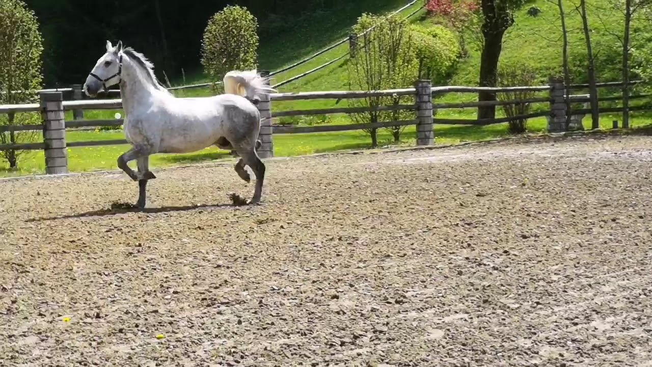 INCITATO III / Lipizzanerwallach mit viel GO/VERKAUFT