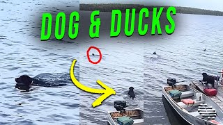 Dog Jumps off Dock Trying to Reach Ducks to Make Friends but They Leave