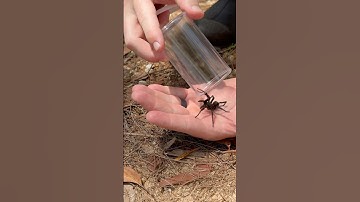 Handling The DEADLY SYDNEY FUNNEL WEB! #spider #funnelweb #arachnid