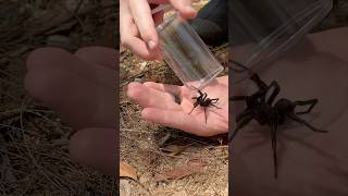 Handling The DEADLY SYDNEY FUNNEL WEB! #spider #funnelweb #arachnid