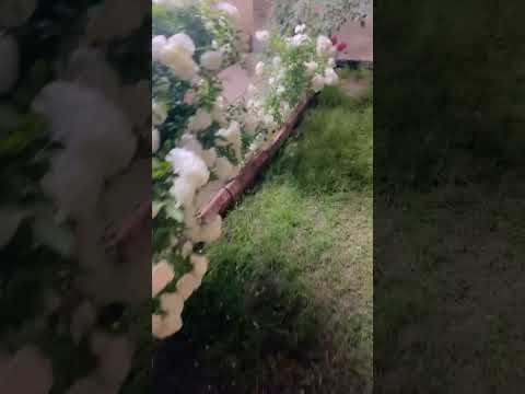 حديقة منزل امي ورد الجوري والرائحة العطرة الاعتناء ورد نباتات حديقة اكسبلور