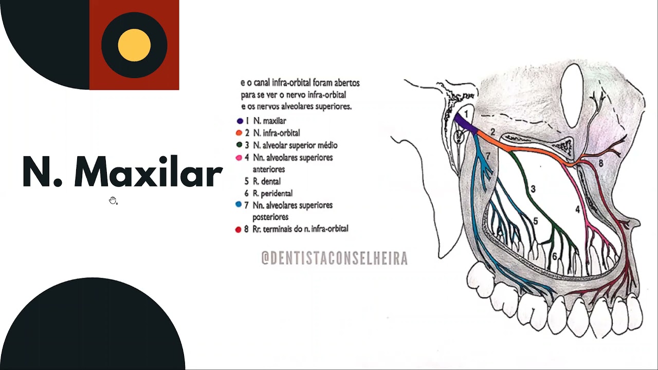 aula inervação cabeça  e pescoço