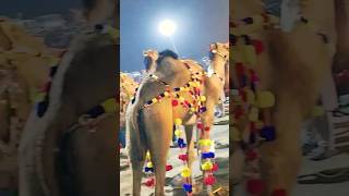 camel mandi lahore#qurbani #cow #eiduladha2026#bail #bakra #bull #cowlover