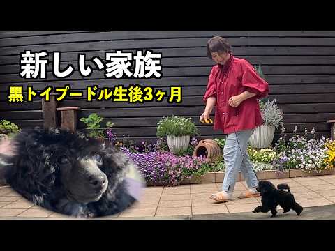 Welcoming a Black Toy Poodle Puppy to Our Home! ~ Breathtaking