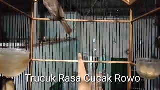 Download Lagu Trucuk Ropelan Cucak Rowo