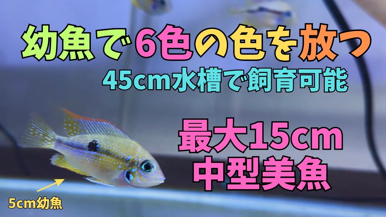 45cm水槽で飼育できる中型美魚。美しいです。 ＃アクアリウム - YouTube
