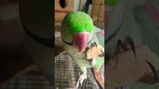 Parrot Pa Hpa K Hwrk Newly  parrot talkingparot shorts