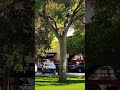 Dog climbs a tree? Wait… can he make it back down) #shorts #dog #watchtillend