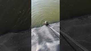 Armadillo Slips Repeatedly From Rescue Tool in Water Pit