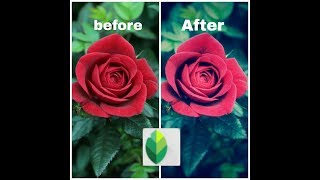 Snapseed# best photo editing apps# rose tutorial screenshot 5
