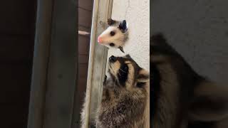 The ultimate duo you didn't know you needed. Rate this balance skill 1-10! 👇 #raccoons #possum #anim