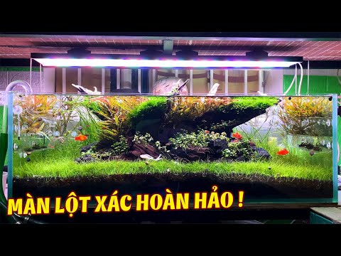 Video Setup Hồ Thuỷ Sinh FULL Liễu và Ngưu Mao Chiên đẹp... - youtube