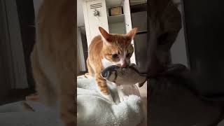 불안불안 꾹꾹이