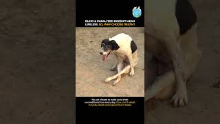 How To Support Blind and Paralyzed Dogs | Earthlings Trust Virtual Adoption