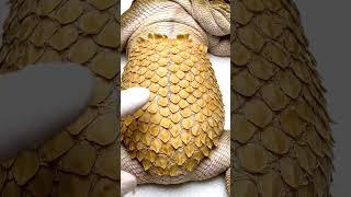 🔊 MASSIVE Tegu Belly Scale Peel: Pure ASMR! 🔥