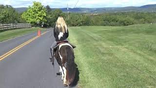 ***sold Basil-Bombproof Spotted TWH Pony ***sold Basil-Bombproof Spotted TWH Pony
