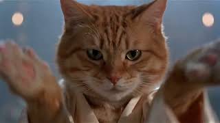 CatFu fear the cat who practices one move a thousand times